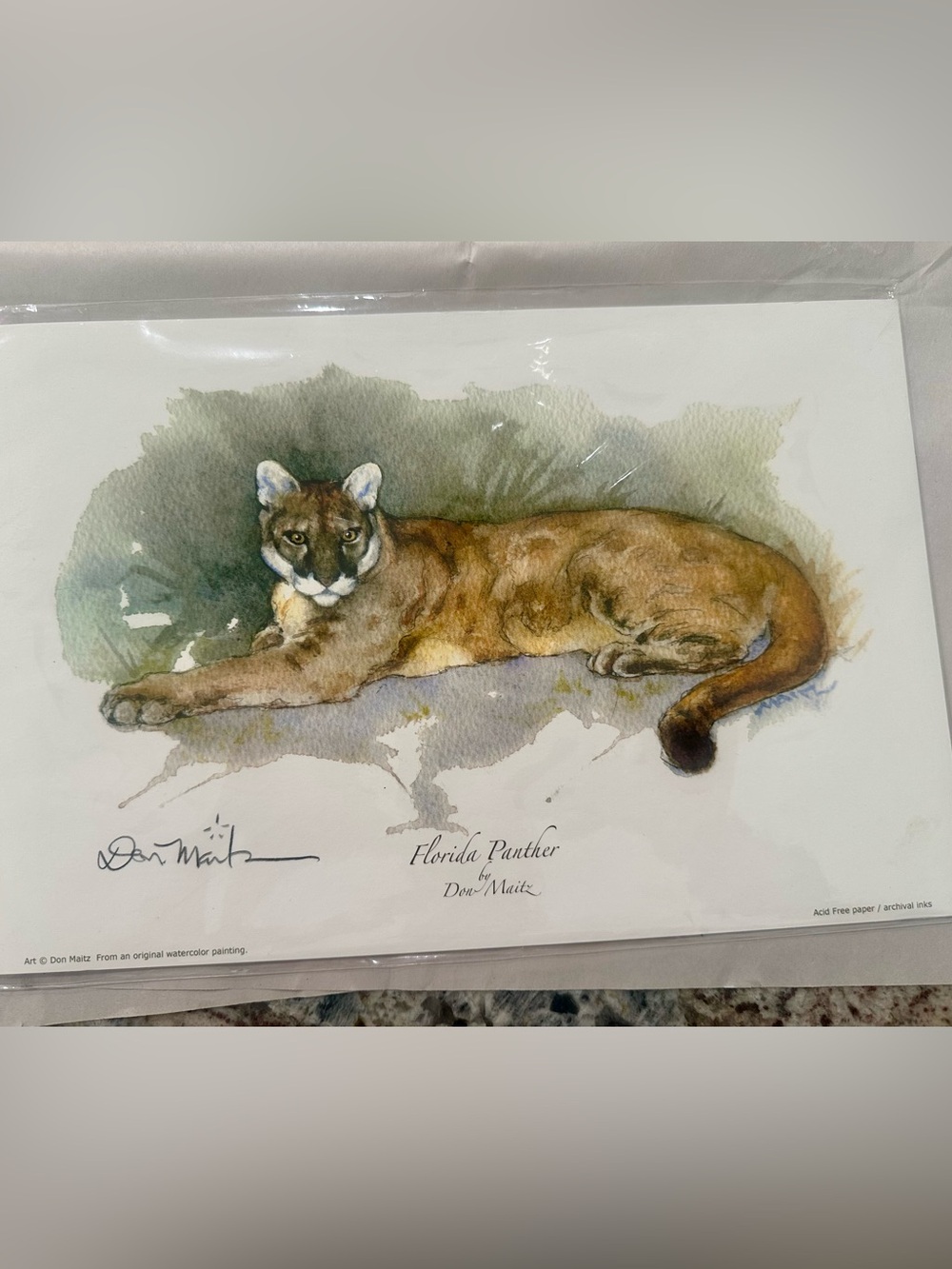 Florida Panther Art Print - Brown Cat Illustration by don maitz 8x12